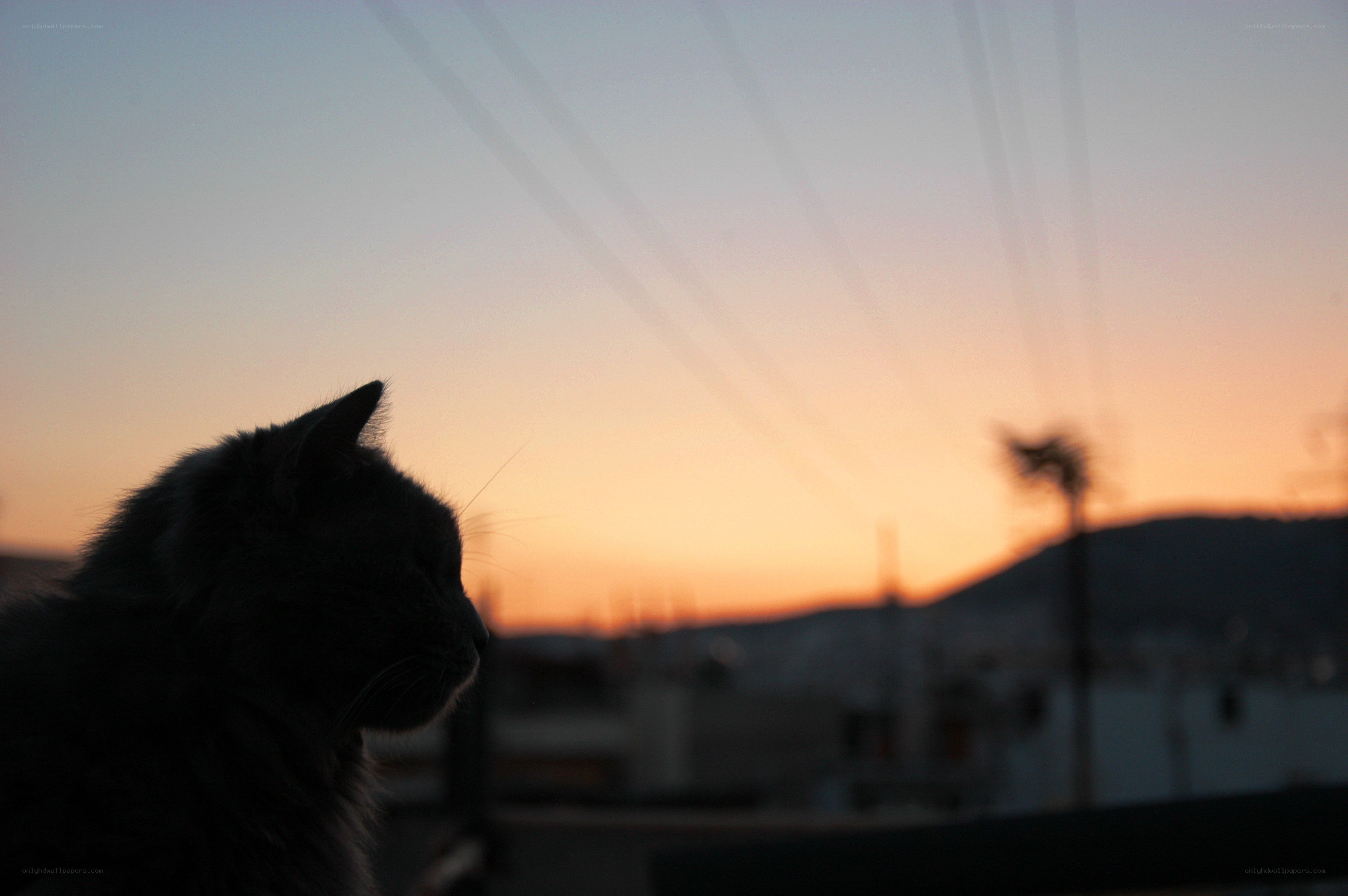 cat at sunset silhouette
