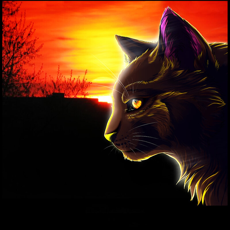 cat at sunset