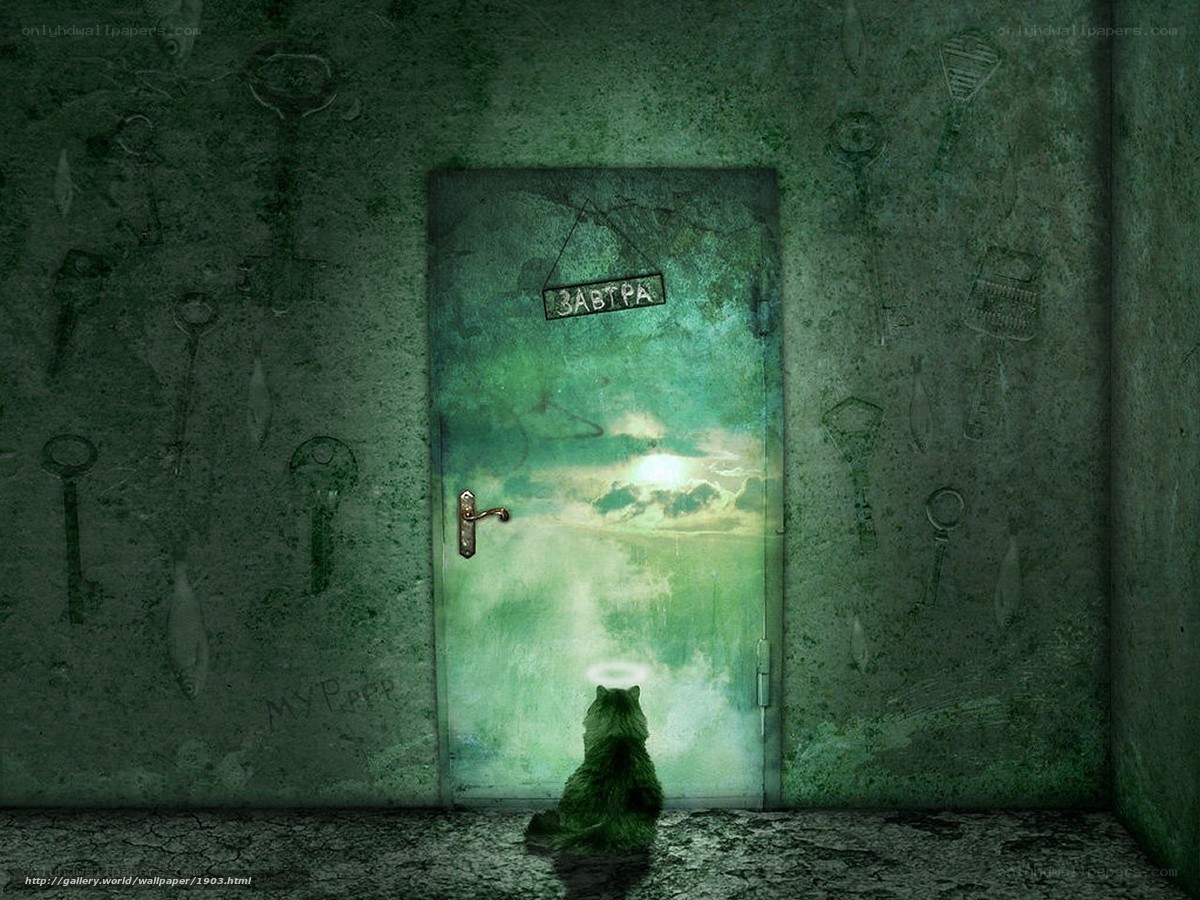Cat at the door to another world