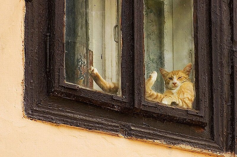 cat at the window