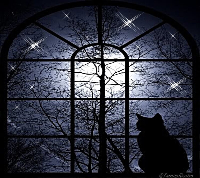 Cat at the window at night
