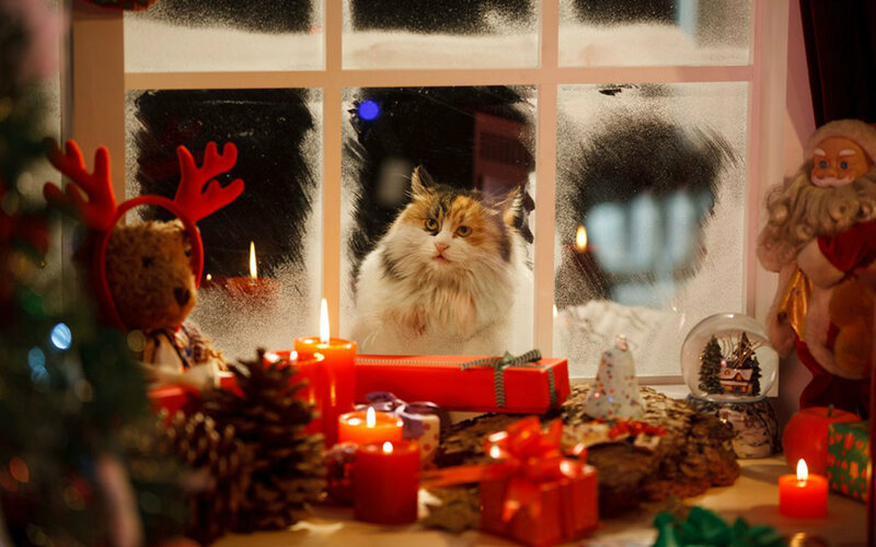 Cat at Window — Red