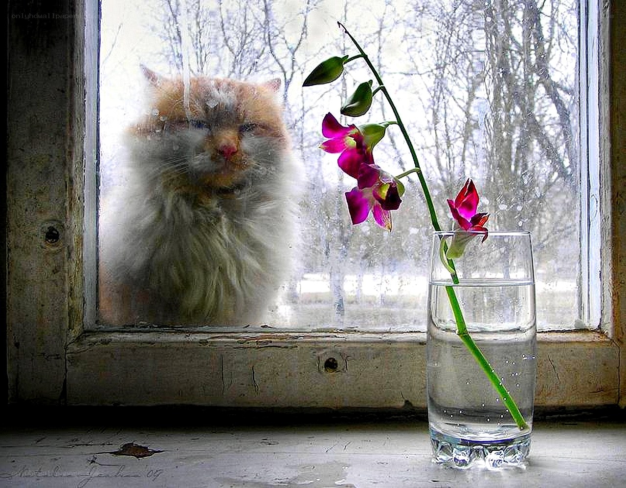 Cat at window with orchid