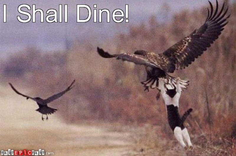 Cat Attacking Eagle