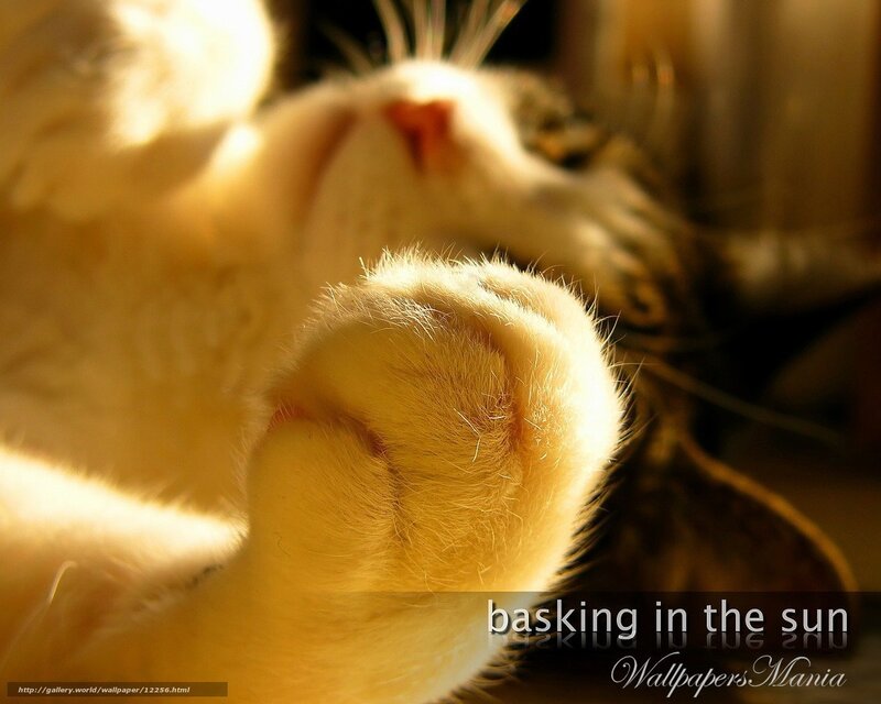 cat basking in sun