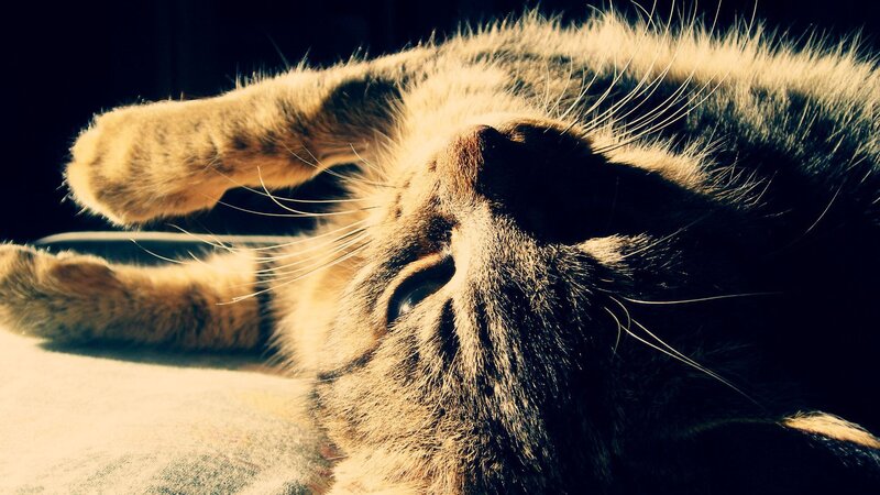 cat basking in sunlight