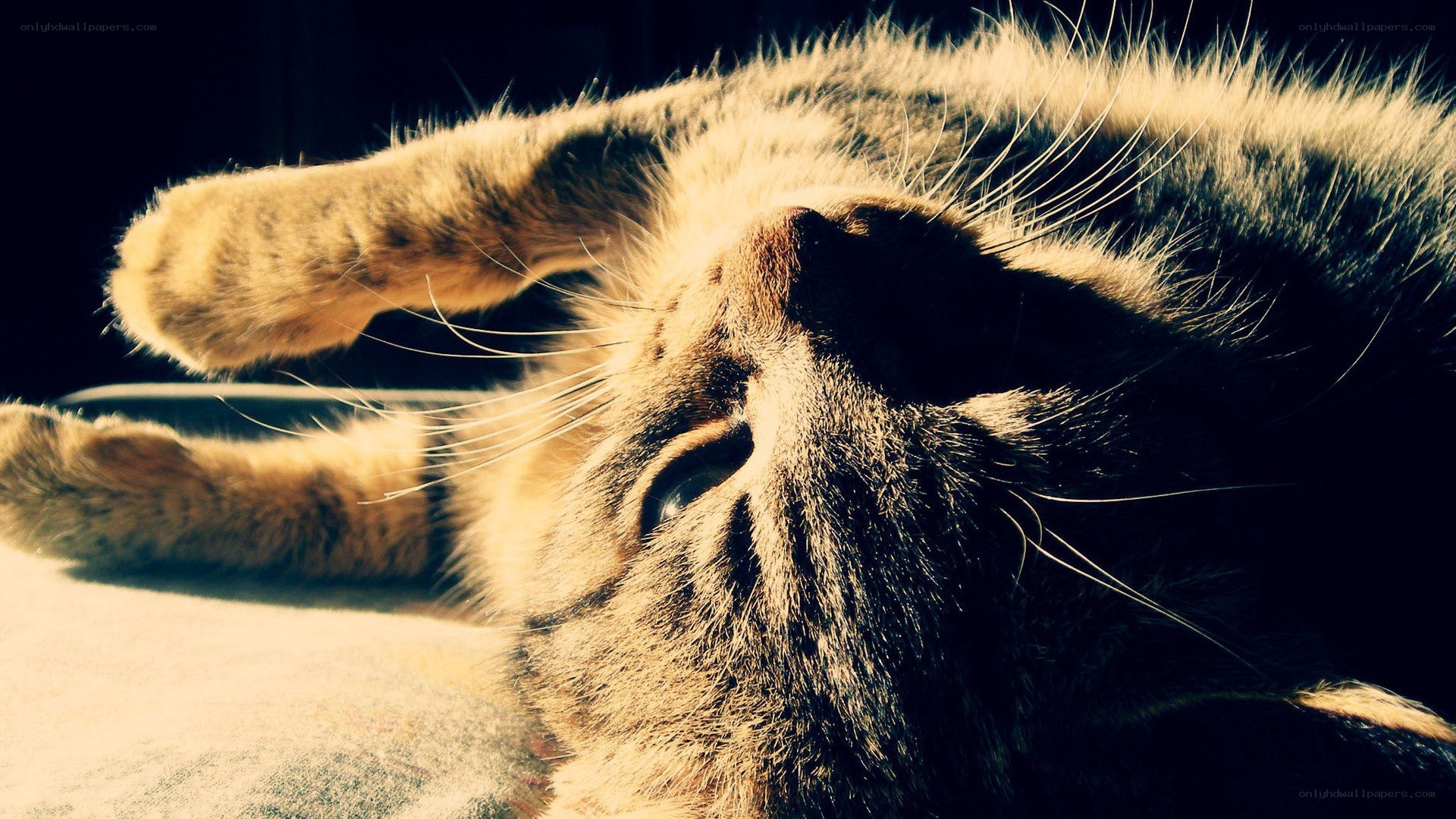 cat basking in sunlight