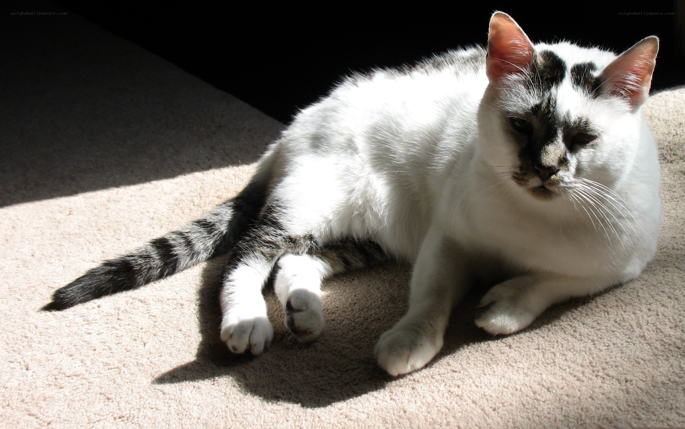 cat basking in sunlight
