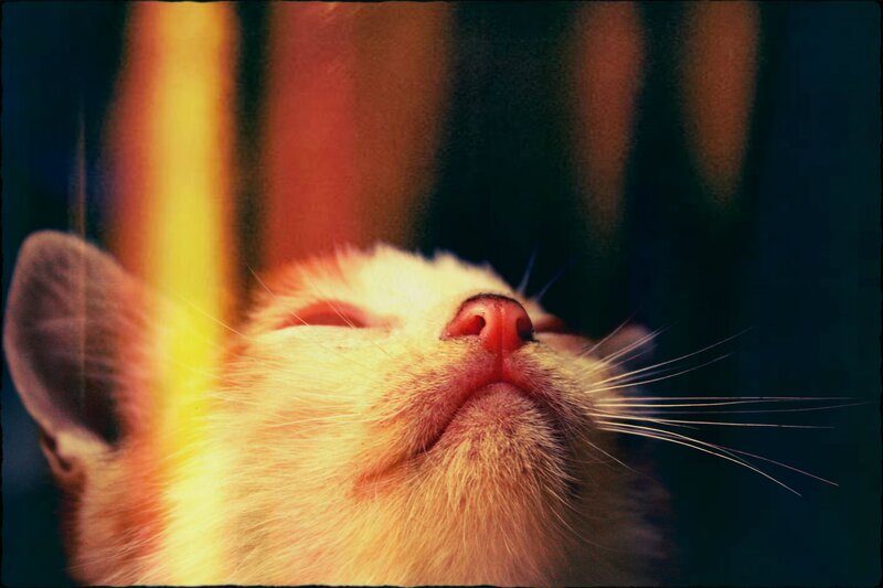 cat basking in sunlight
