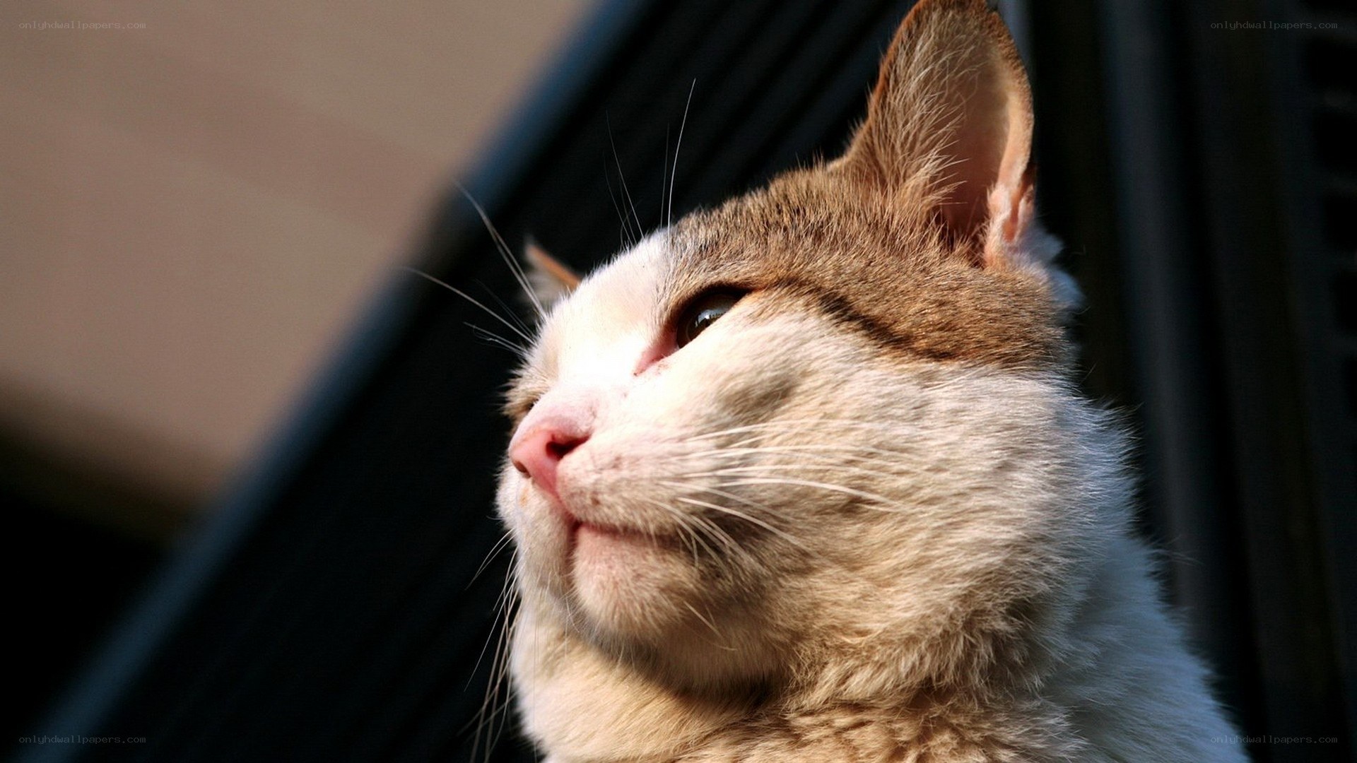 cat basking in sunlight