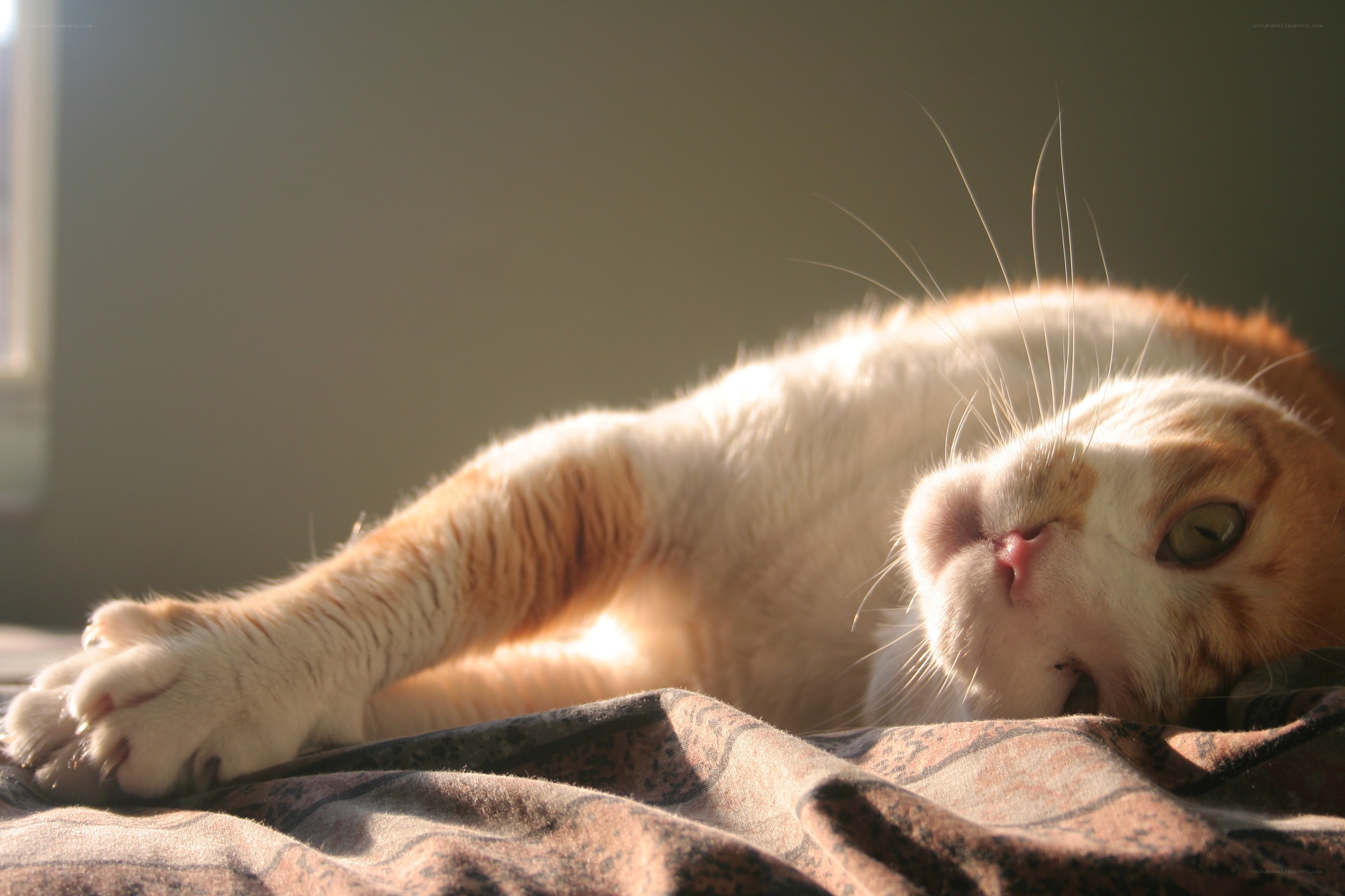 cat basking in sunlight