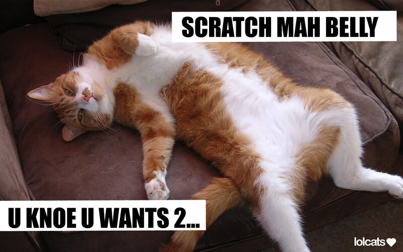 cat begging for belly rub