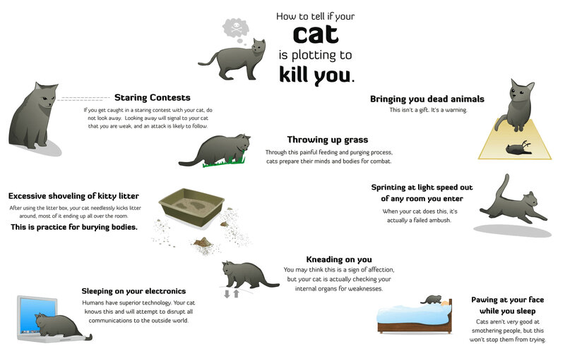 Cat Behavior Infographic — Gray