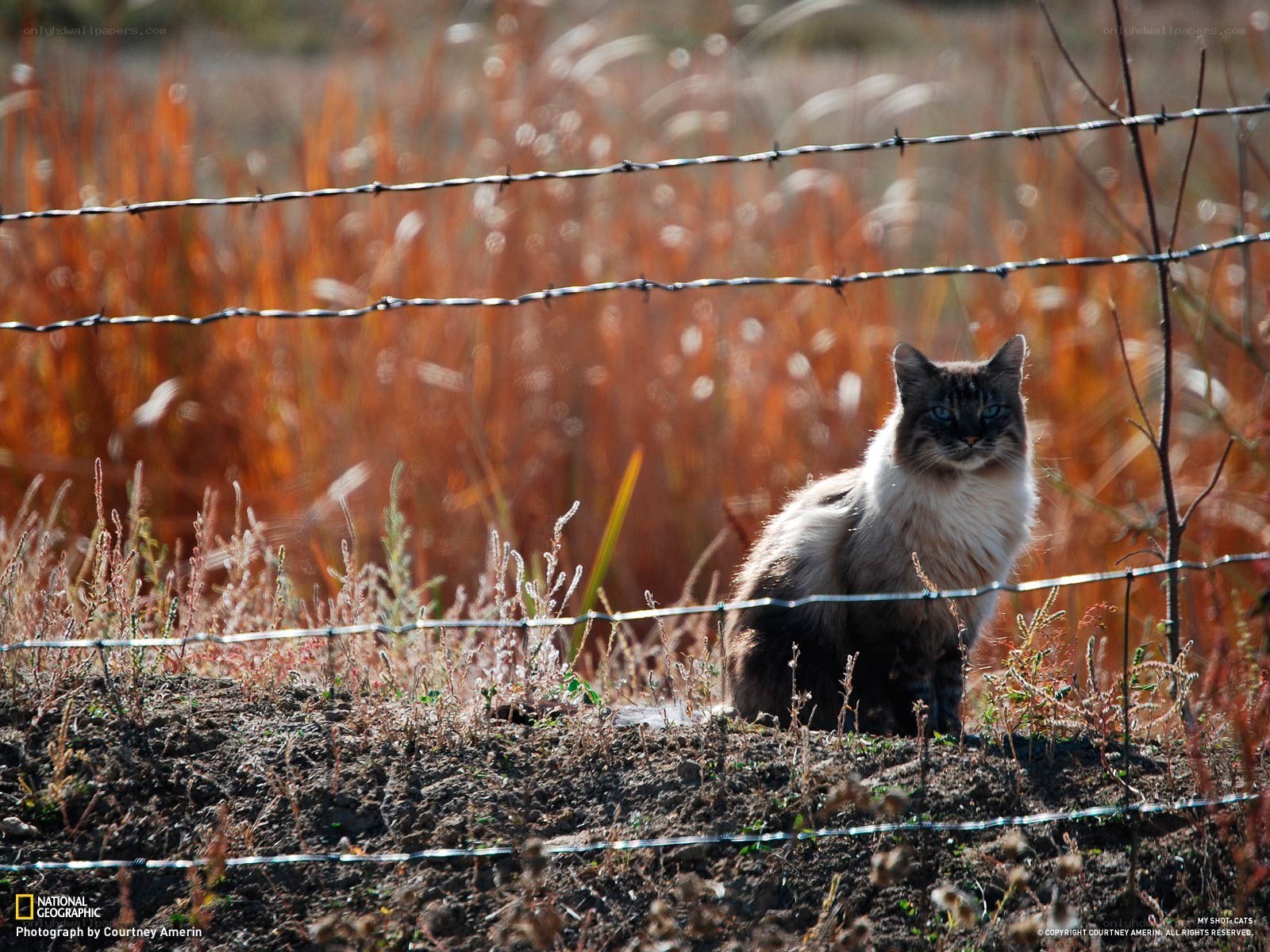 Cat behind a barbed wire fence