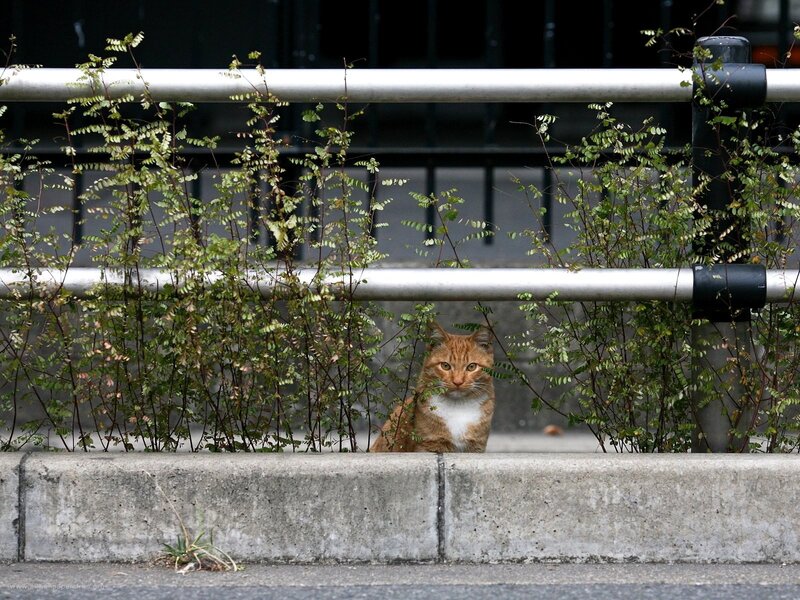 Cat behind a fence