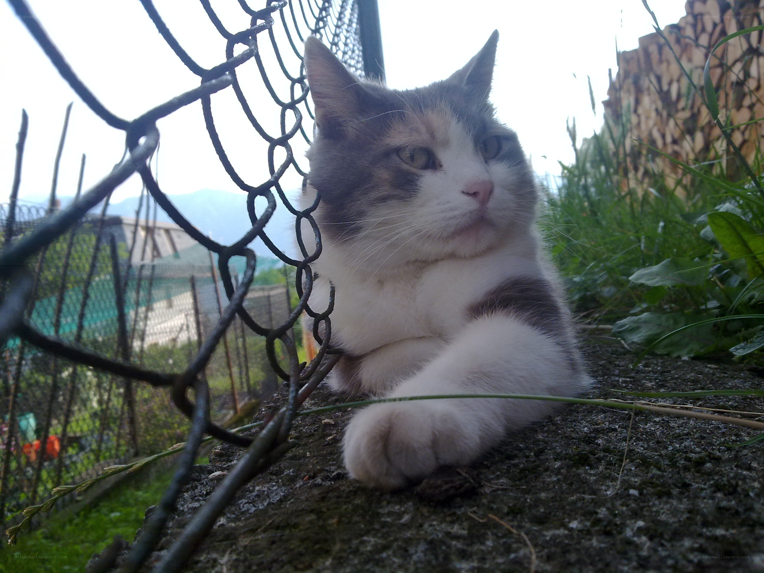 cat behind a fence