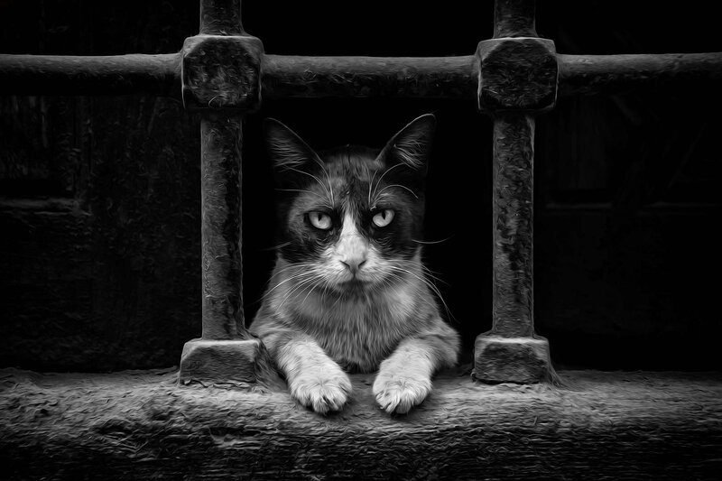Cat Behind Bars — Black, Dramatic