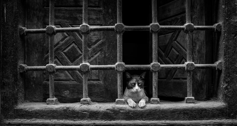 Cat Behind Bars — Black
