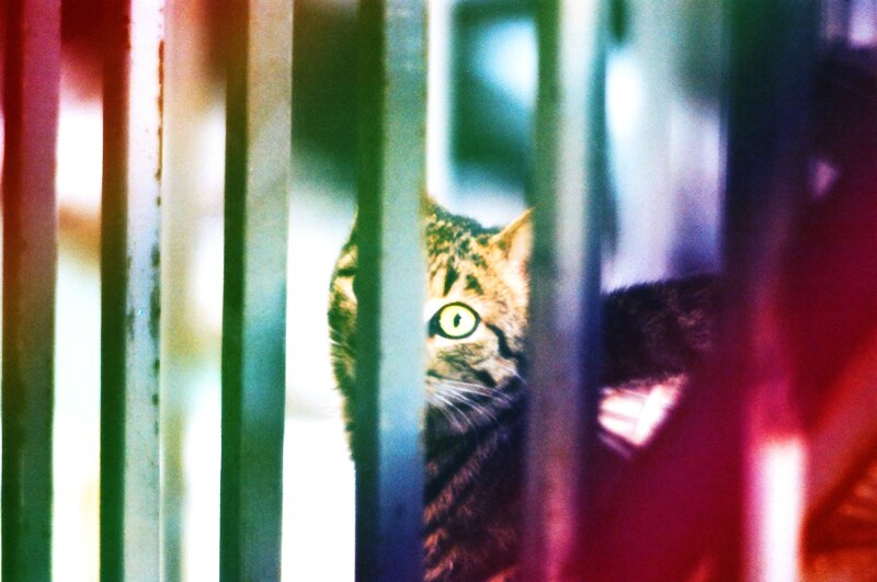 cat behind bars