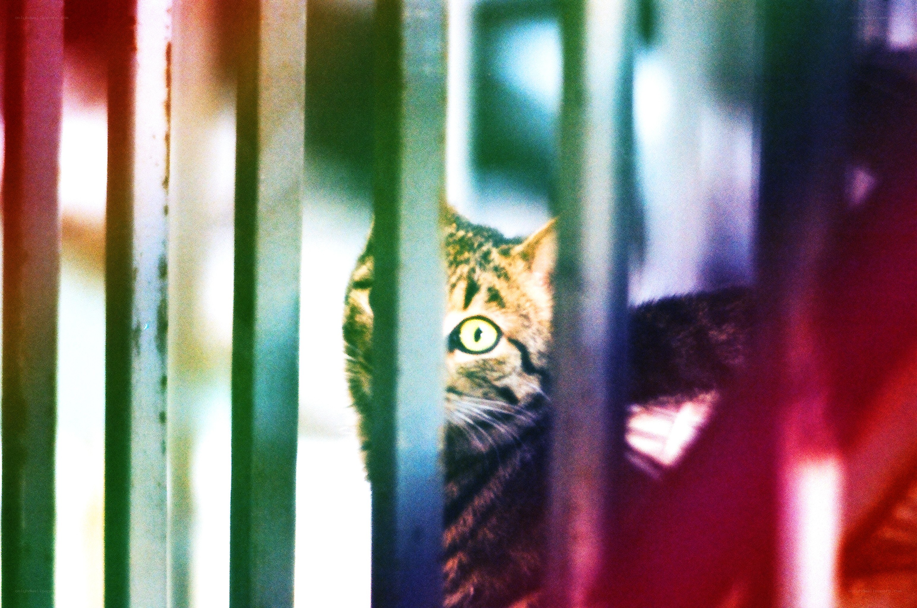 cat behind bars