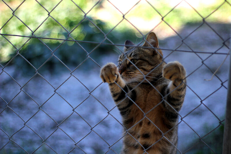cat behind chain-link fence