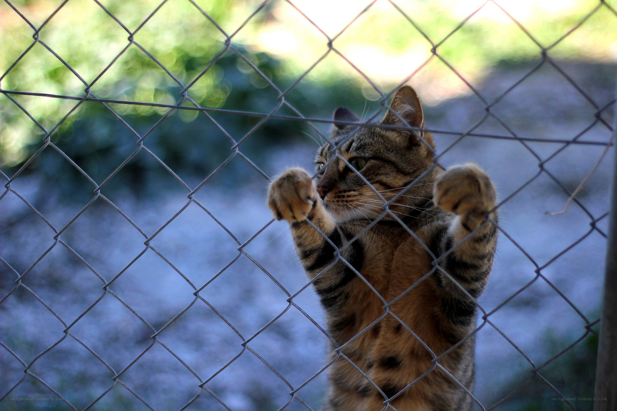 cat behind chain-link fence