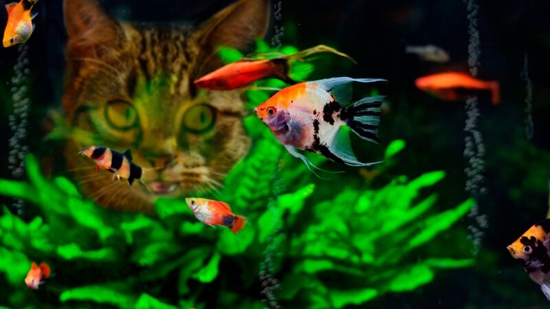 Cat Behind Fish Tank