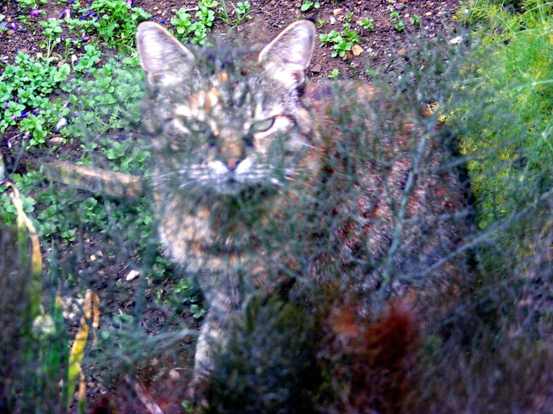 cat behind foliage