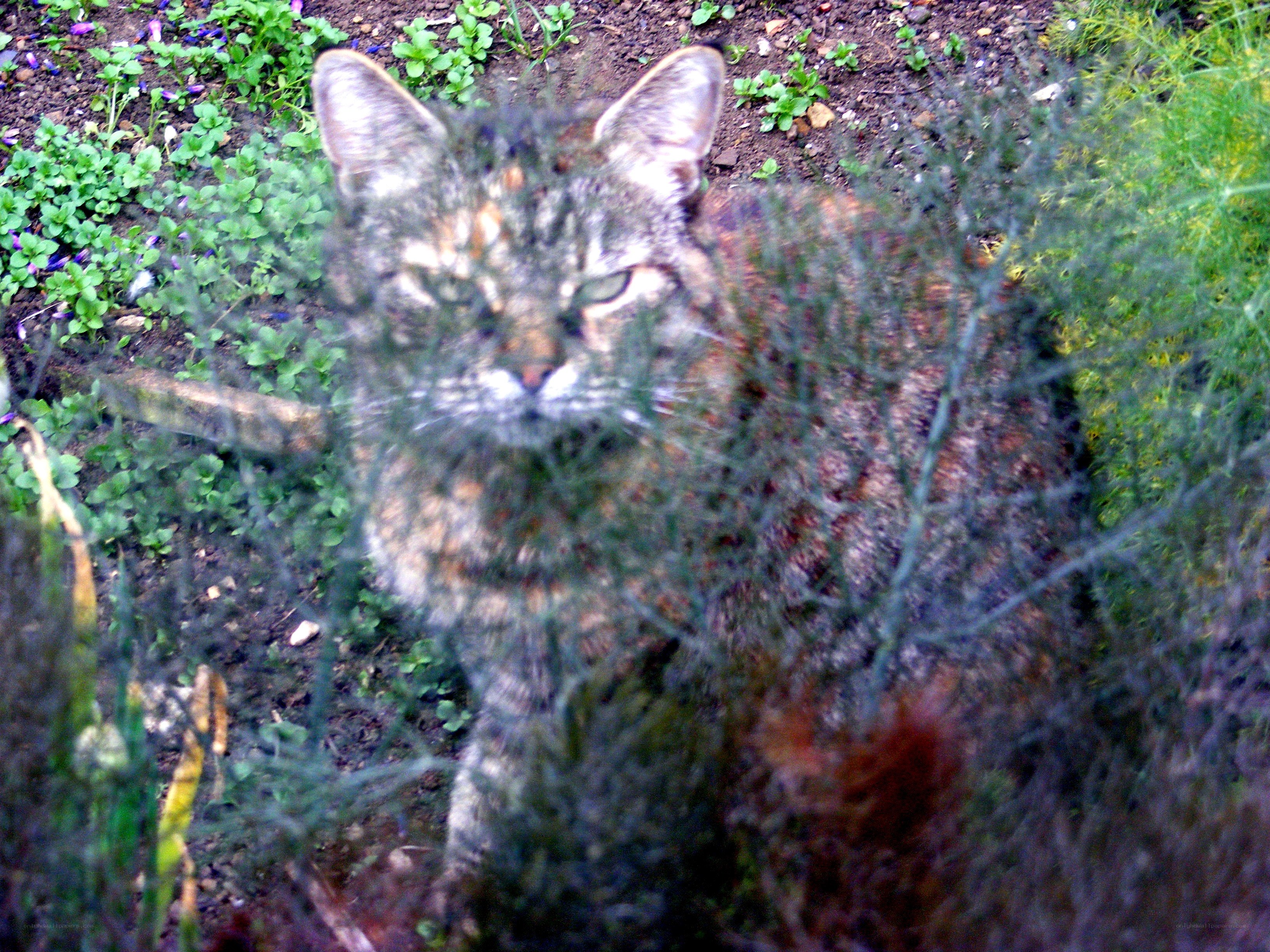 cat behind foliage