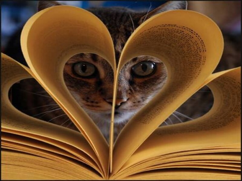 Cat Behind Heart-shaped Book