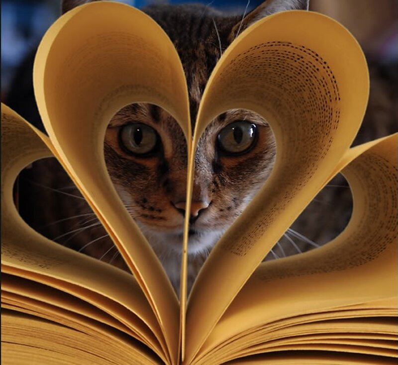 Cat Behind Heart-shaped Book — Yellow