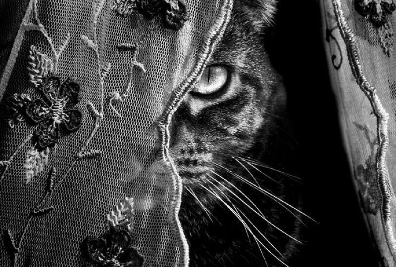 Cat Behind Lace Curtain