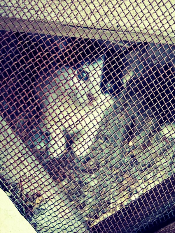 Cat Behind Mesh Screen