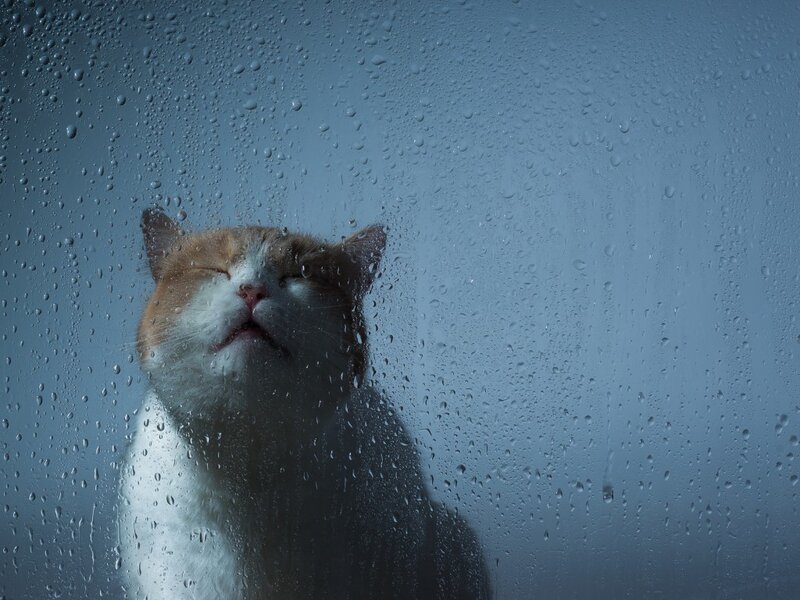 Cat Behind Rain-streaked Glass — Blue