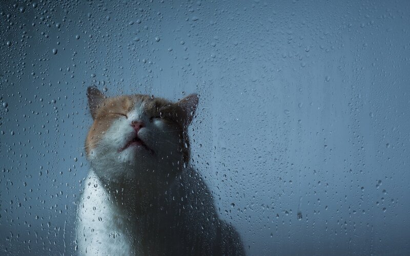 cat behind rain-streaked glass
