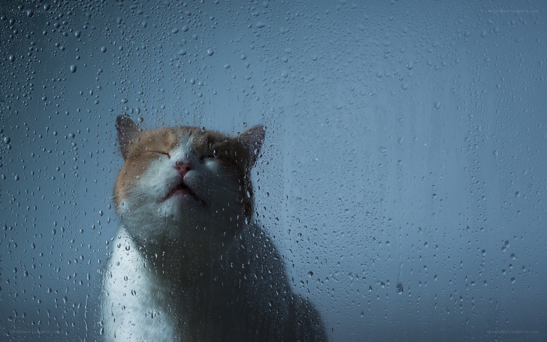 cat behind rain-streaked glass