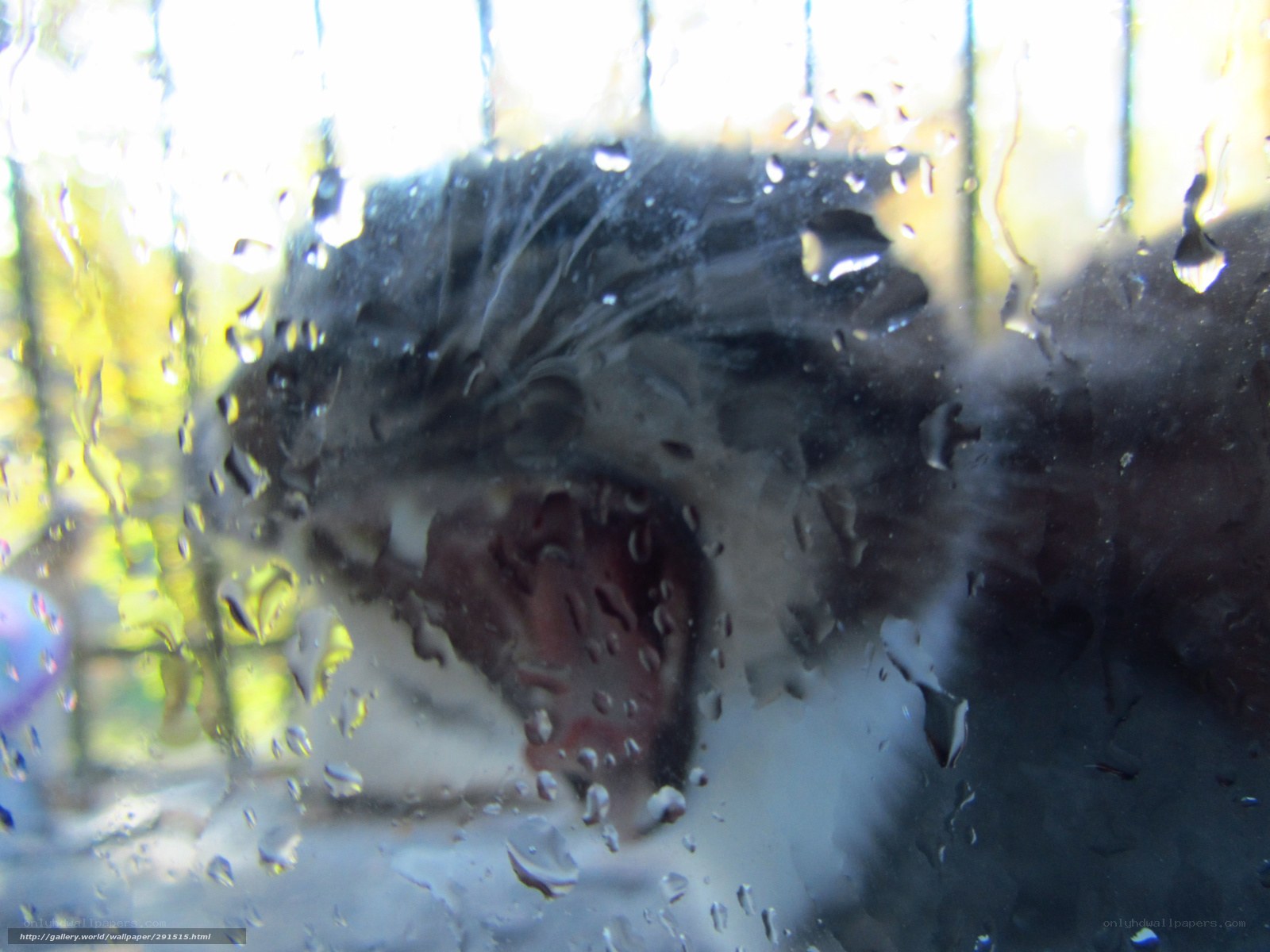 cat behind wet glass