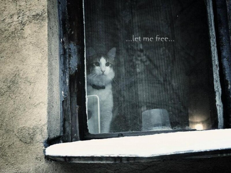 Cat Behind Window — Gray