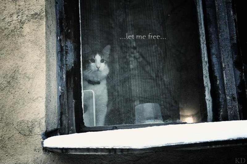 Cat Behind Window