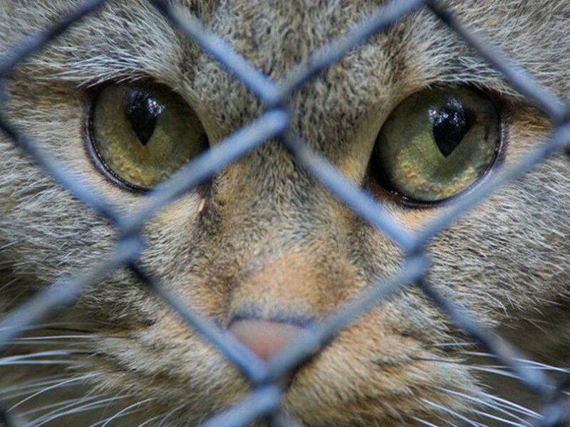 Cat Behind Wire Fence