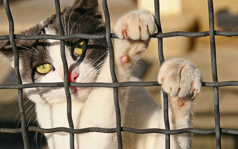 Cat Behind Wire Fence — White