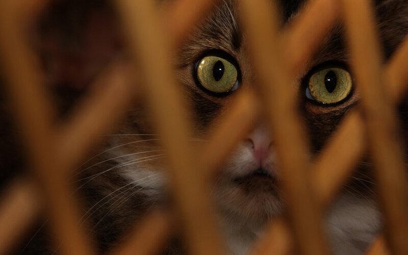 cat behind wooden bars