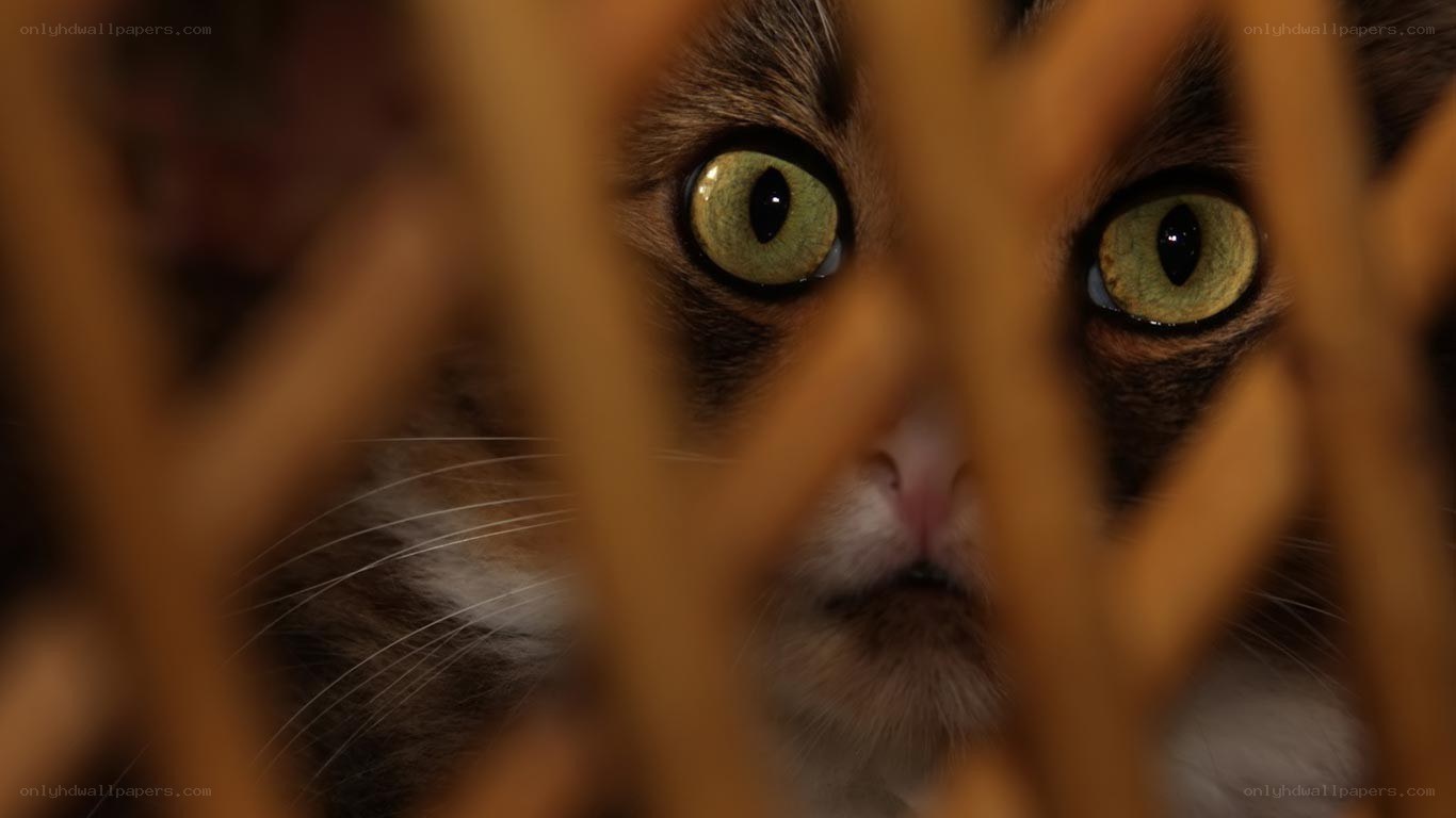 cat behind wooden bars