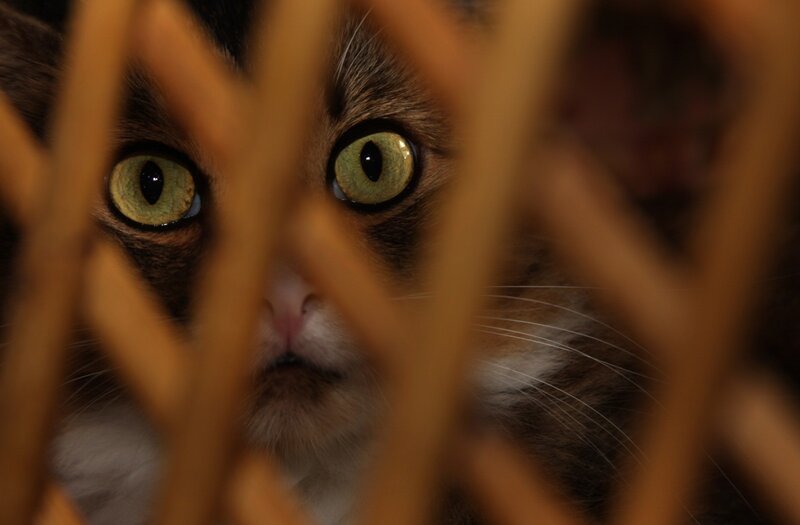 Cat Behind Wooden Bars — Brown, Intense, Photograph, Wooden Bars