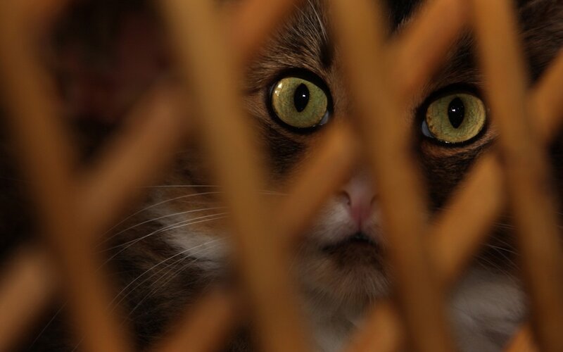 Cat Behind Wooden Bars — Brown, Intense