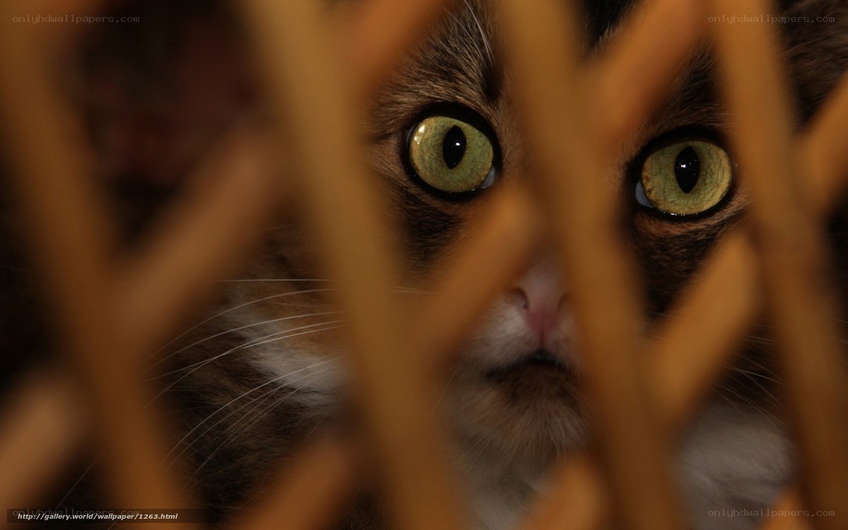 cat behind wooden bars