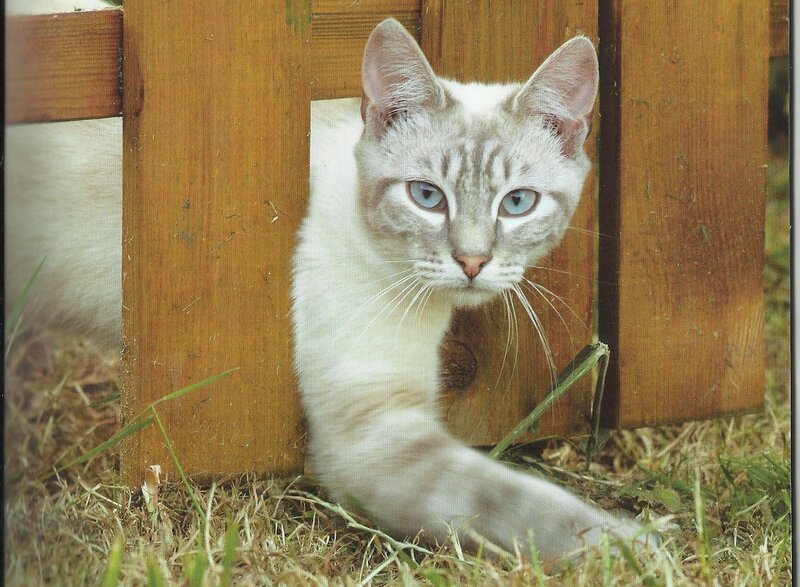 Cat Behind Wooden Fence