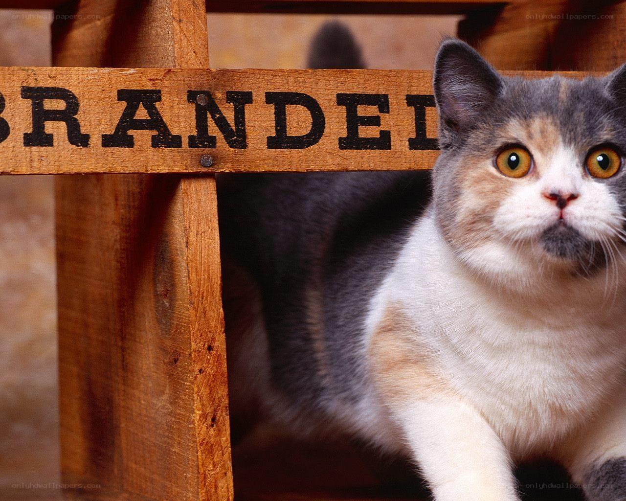 cat behind wooden sign