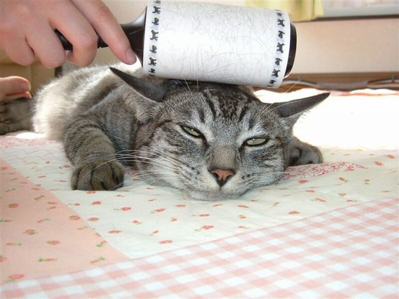 cat being brushed with lint roller