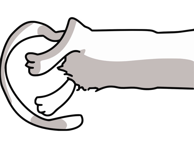 Cat Being Held